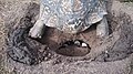 Tartaruga leopardo fechando buraco com ovos