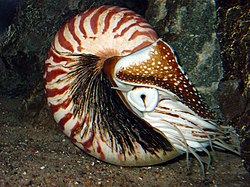 Nautilus pompilius