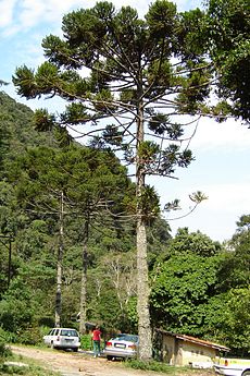 Brazilinė araukarija (Araucaria angustifolia)