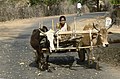 Запряг зашийним ярмом двох зебу в Індії