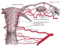 Arteri-arteri dari organ-organ reproduksi perempuan, dilihat dari belakang.