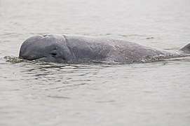 Irrawaddy dolphin