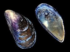 Geweune mussel