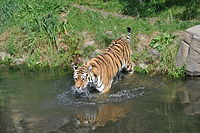 Tigre siberiana