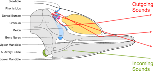 Diagram illustrating sound generation, propagation and reception in a toothed whale. Outgoing sounds are red and incoming ones are green