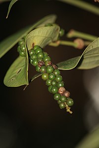 Crni biber (Piper nigrum)