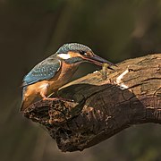 Martin-pêcheur d'Europe femelle ayant attrapé une larve de libellule, près de Kecskemét en Hongrie.