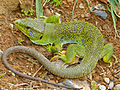 Lézard ocellé ♂ (Cantabrie, Espagne)