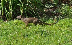 Nguchiro mwembamba (Galerella sanguinea)