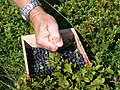   Harvesting the bilberries, Vaccinium myrtillus