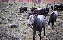 Groupe de poneys gris dans des rochers