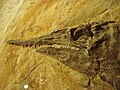 Fossile del cranio di Aspidorhynchus