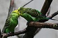 A budgerigar family