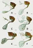 Seitliche Aufnahme der weiblichen Geschlechtsorgane des Edelfalters Euphaedra cyparissa