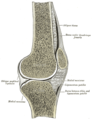 Sezione sagittale del legamento del ginocchio destro.