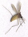 Mosquito Simplicius