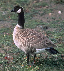 Branta hutchinsii leucopareia