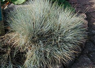 Regnbuesvingel (Festuca amethystina).