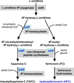 Siderophore biosynthetic pathway