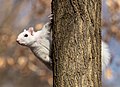 Image 11White (leucistic) eastern gray squirrel perched on a tree in Brooklyn