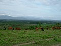 Đàn bò trên thảo nguyên Mdrak.