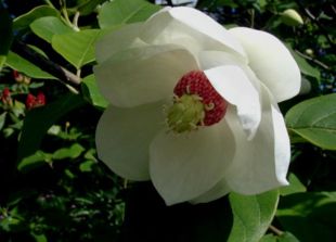 Åkande-magnolie (Magnolia sieboldii) har muligvis én af slægtens smukkeste blomster.