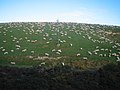 Sheep in the south island of New Zealand