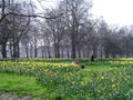 Spring Flowers in Green Park