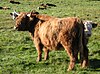 Highland cattle i Nationalstadsparken 2007