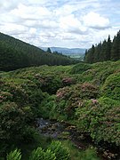 Rhododendrons à Bohernagore West.