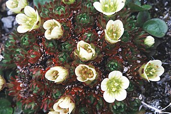 Saxifraga cespitosa - Mossteenbreek