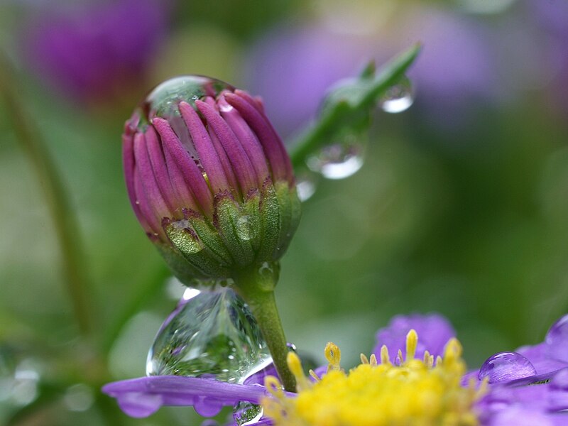 File:Asteraceae01.JPG