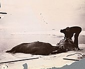 Охота на моржей. 12 сентября 1893 года