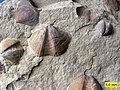 Bivalves (Aviculopecten) and brachiopods (Syringothyris) in the Logan Formation (Lower Carboniferous) in Wooster, Ohio.