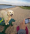 Mange golden retrievere er fotogene