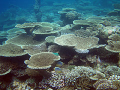 Acropora cytherea