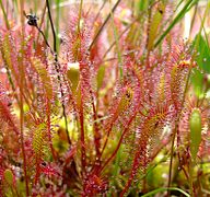 Drosera anglica