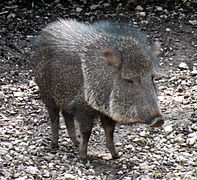 Chacoan peccary