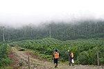 Plantaža palm za oljev Ekvadorju