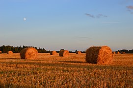 Paysage agricole estonien.