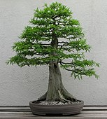 Upright-syle cypress