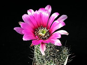 A cactus flower