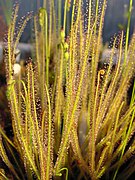 Drosera filiformis