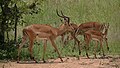Impalas em Liwonde National Park Malawi