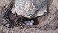 Tartaruga leopardo botando ovos