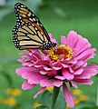 Adulto alimentándose da flor dunha planta do xénero Zinnia.