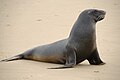 Deutsch: Ohrenrobben English: eared seals Otariidae (cat.)