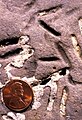 Perforaciones de Petroxestes en un terreno duro del Ordovícico Superior, en el sur de Ohio; véase Wilson y Palmer (2006).
