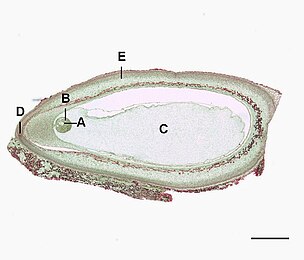 Pinus zaadknop overlangse doorsnede (0.6mm) A=eicel, B=archegonium, C=gametofyt, D=micropyle, E=integument