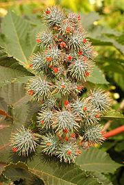 Green variant after blooming, with developing seed capsules